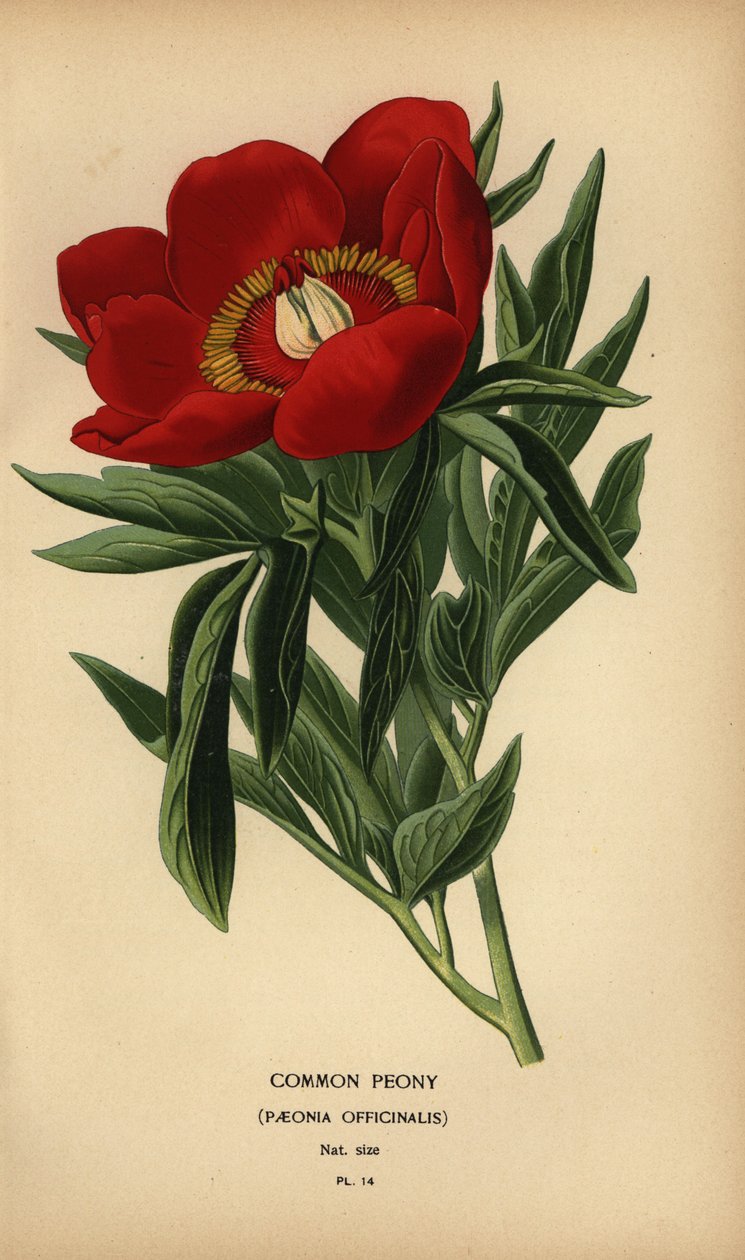 Peonía común, Paeonia officinalis. de Désiré Georges Jean Marie Bois