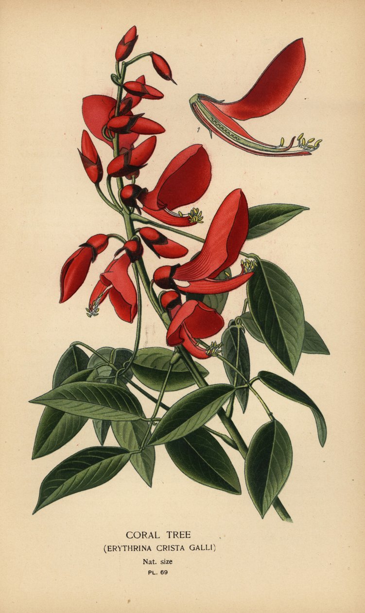 Árbol de coral, Erythrina crista-galli. de Désiré Georges Jean Marie Bois