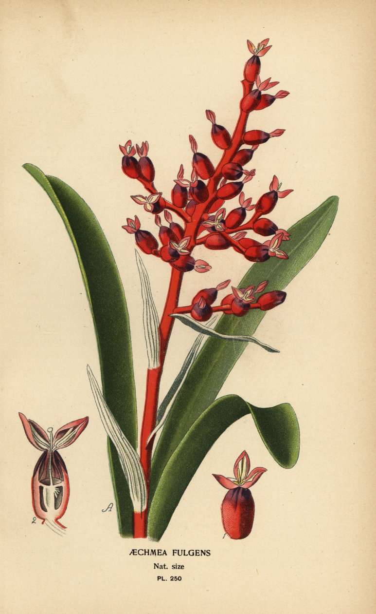 Coralberry, Aechmea fulgens. Cromolitografía de una ilustración de Desire Bois de Edward Step