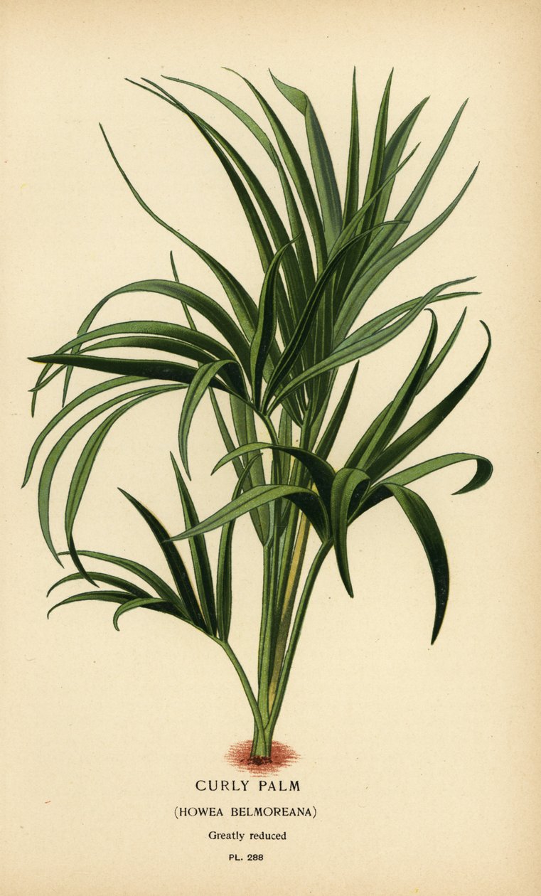 Palmera rizada, Howea belmoreana. Vulnerable. Cromolitografía de una ilustración de Desire Bois de Edward Step