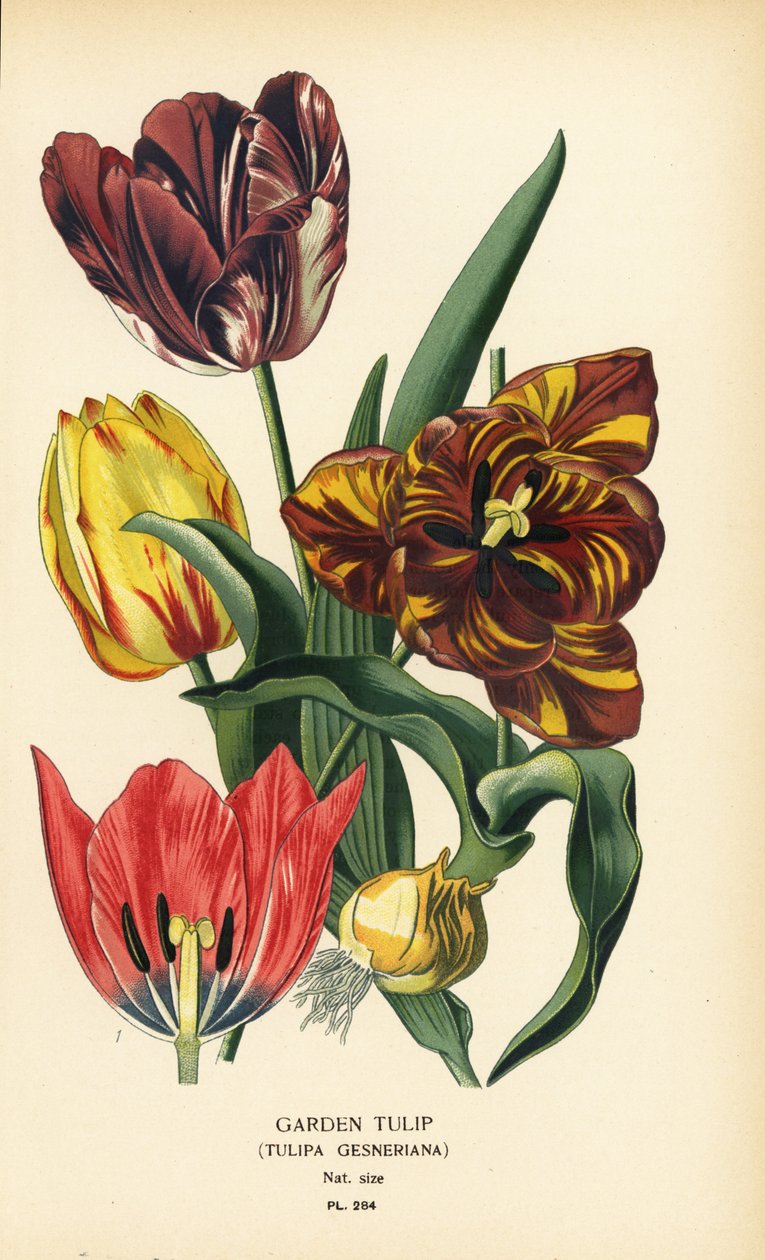 Tulipán de jardín, Tulipa gesneriana. Cromolitografía a partir de una ilustración de Desire Bois de Edward Step