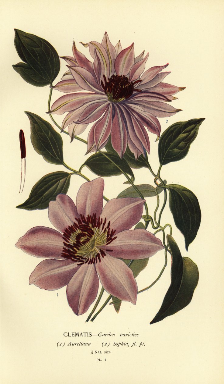 Variedades de jardín de clemátides. de Désiré Georges Jean Marie Bois