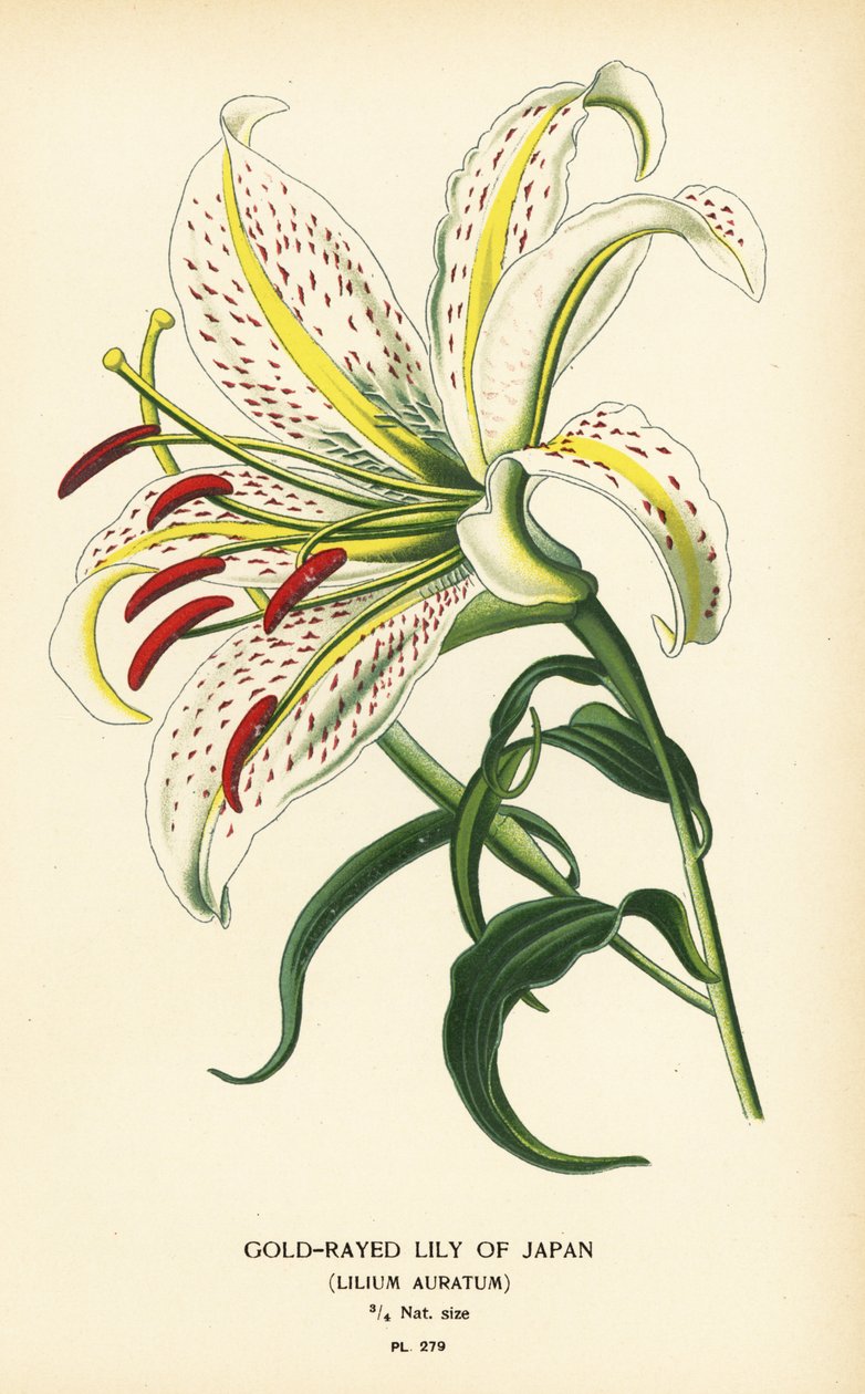 Lirio de Japón dorado o yamayuri, Lilium auratum. Cromolitografía de una ilustración de Desire Bois de Edward Step
