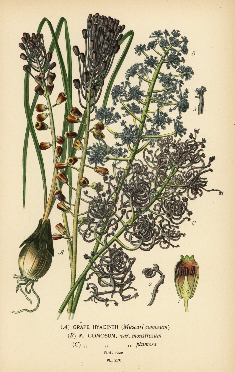 Jacinto de uva, Leopoldia comosa (Muscari comosum, var. monstrosum, var. plumosa). Cromolitografía a partir de una ilustración de Desire Bois de Edward Step