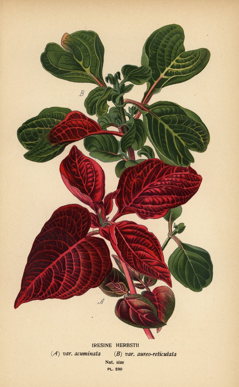 Variedades de hoja de sangre de Herbst, Iresine herbstii a) var. acuminata, b) var. aureo-reticulata. Cromolitografía de una ilustración de Desire Bois de Edward Step
