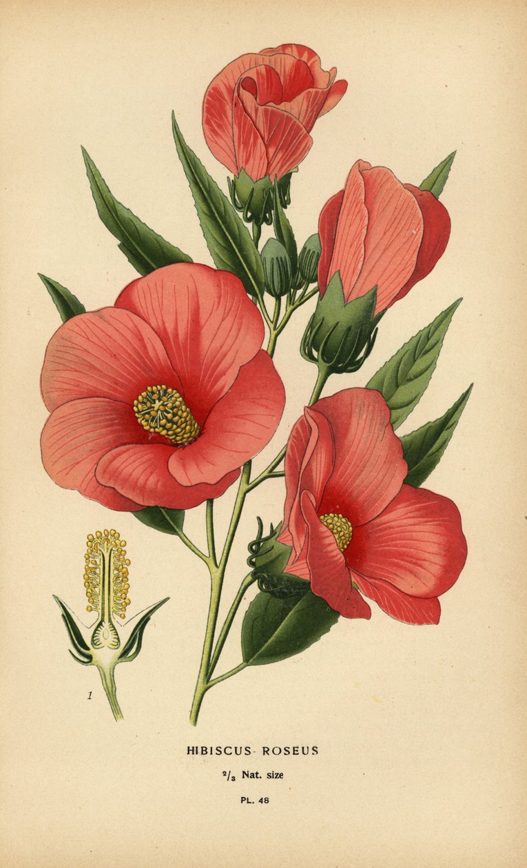 Hibiscus roseus. de Désiré Georges Jean Marie Bois