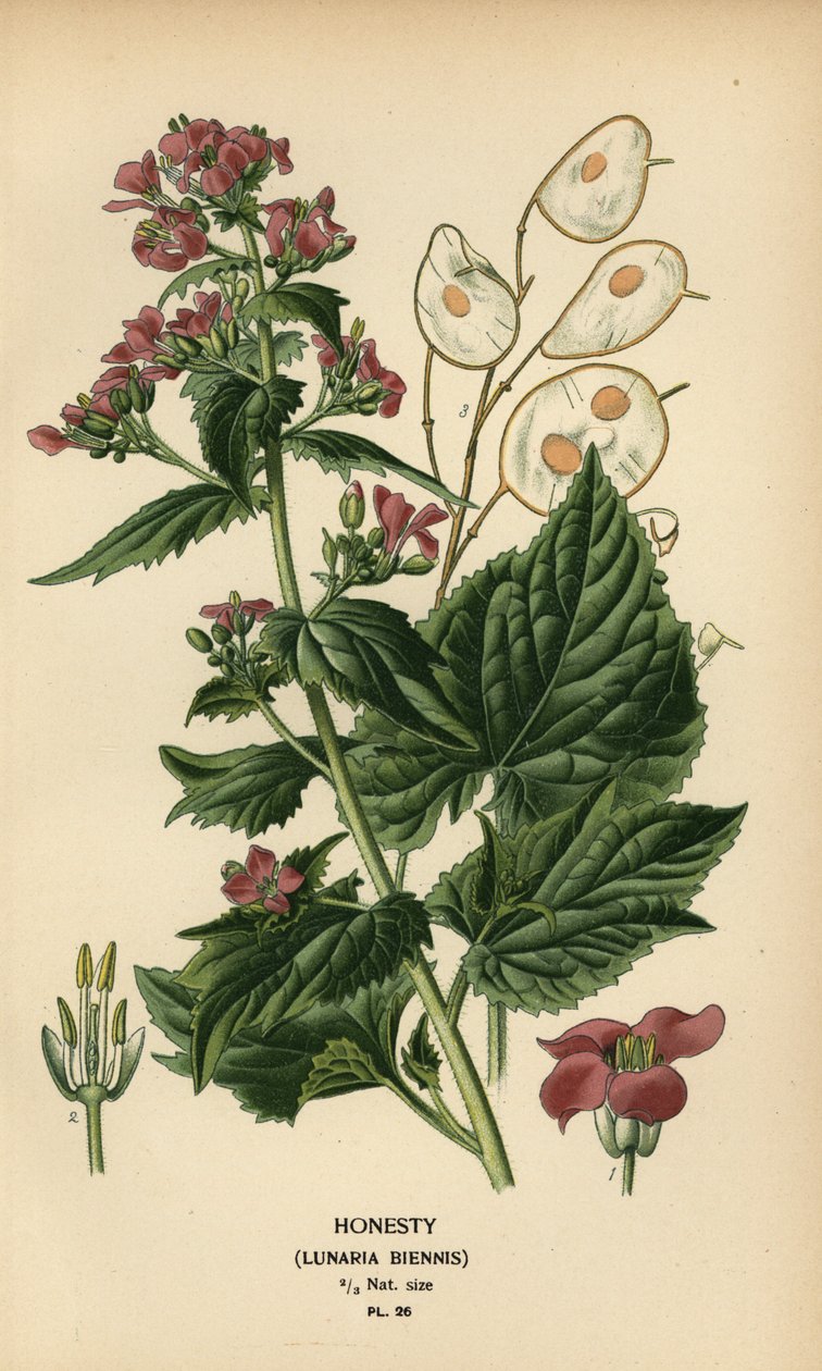 Honestidad, Lunaria annua. de Désiré Georges Jean Marie Bois