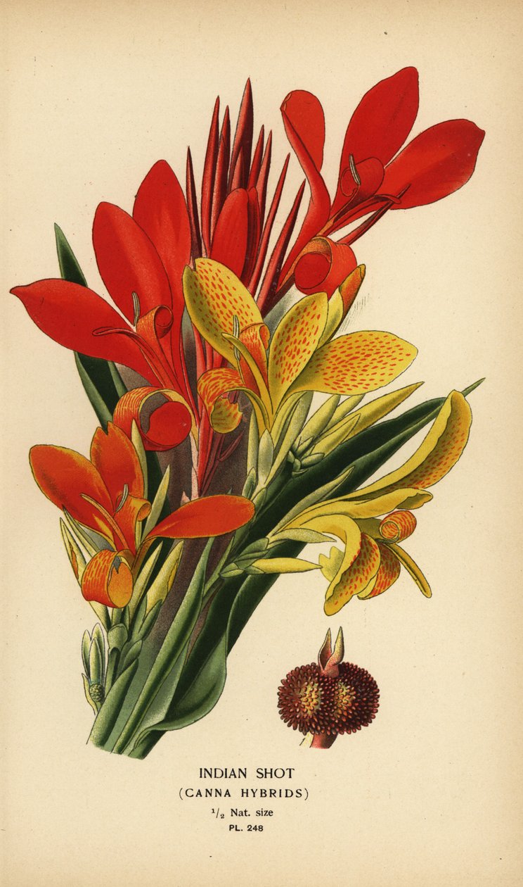 Tiro indio, híbridos de Canna indica. Cromolitografía a partir de una ilustración de Desire Bois de Edward Step