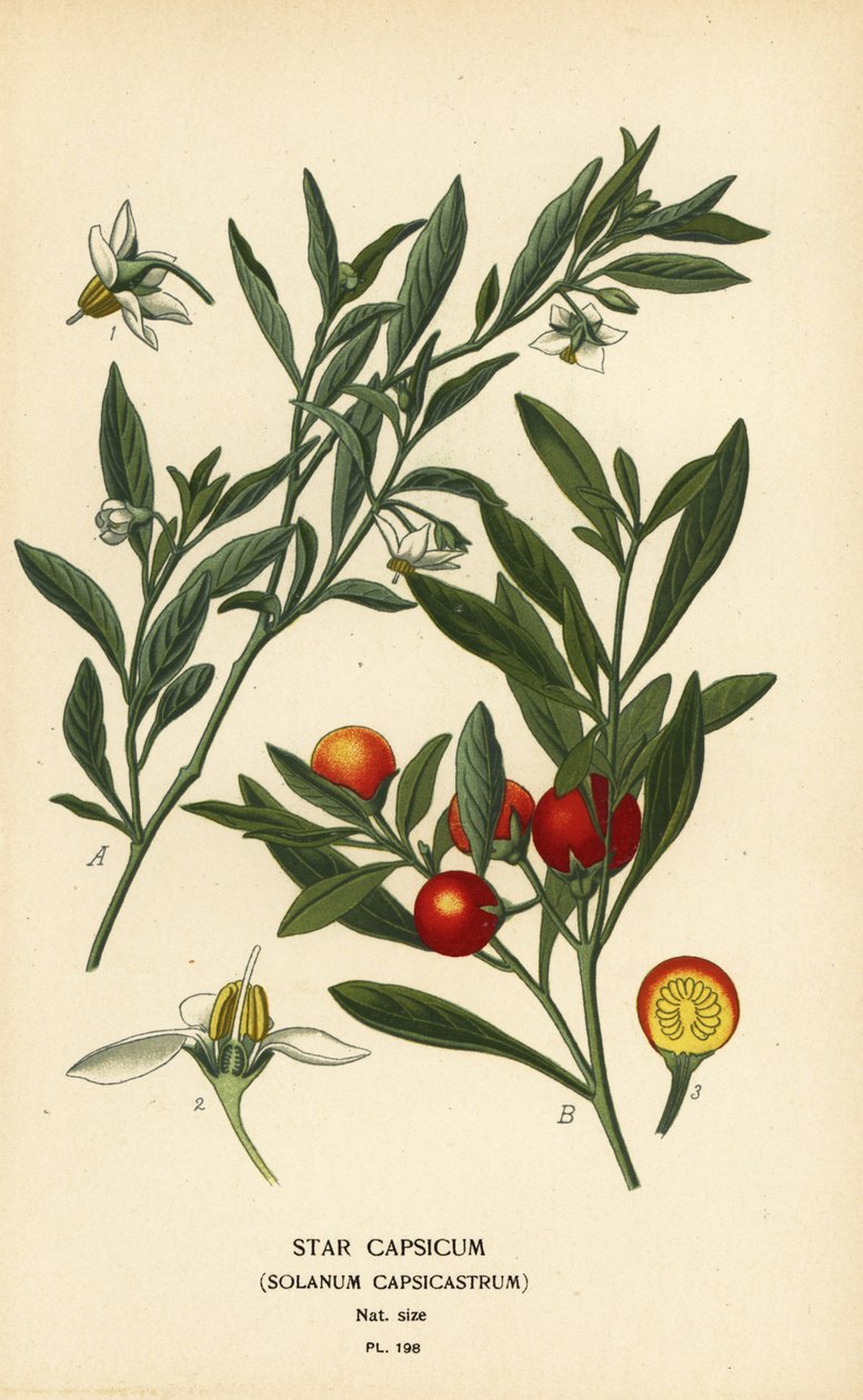 Cereza de Jerusalén, Solanum pseudocapsicum var. diflorum. de Désiré Georges Jean Marie Bois
