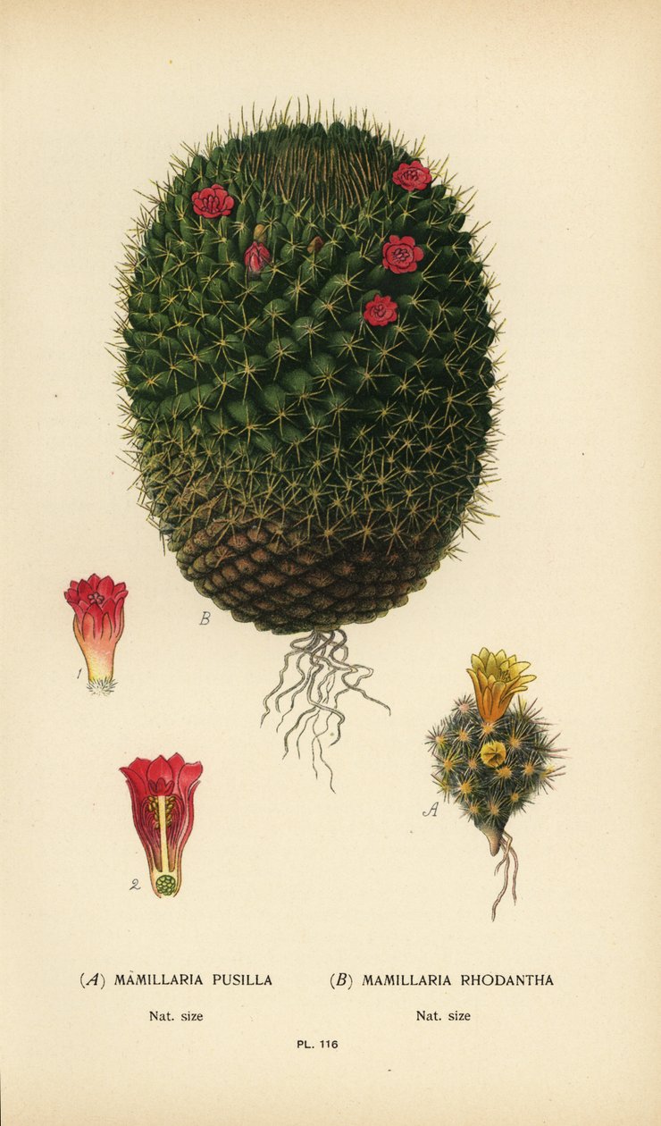 Mammillaria prolifera y Mammillaria rhodantha. de Désiré Georges Jean Marie Bois