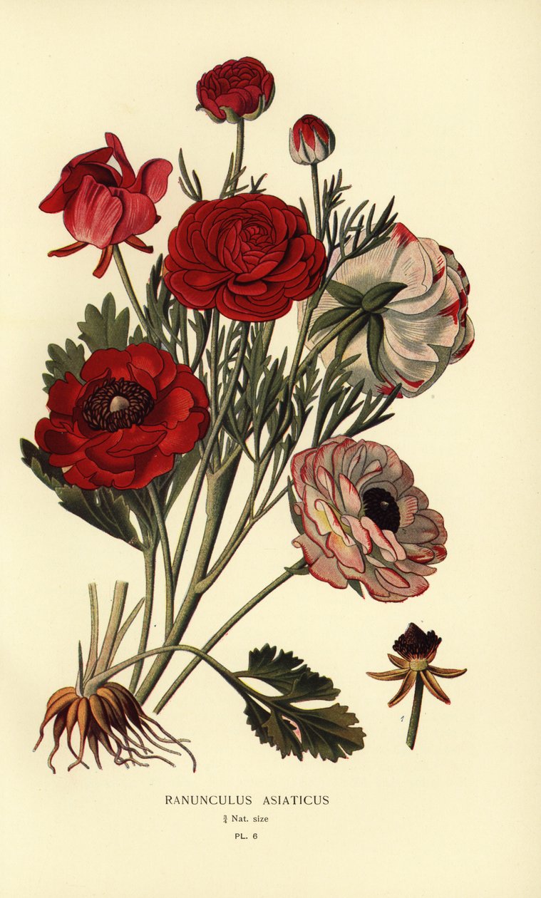 Ranúnculos persas, Ranunculus asiaticus. de Désiré Georges Jean Marie Bois