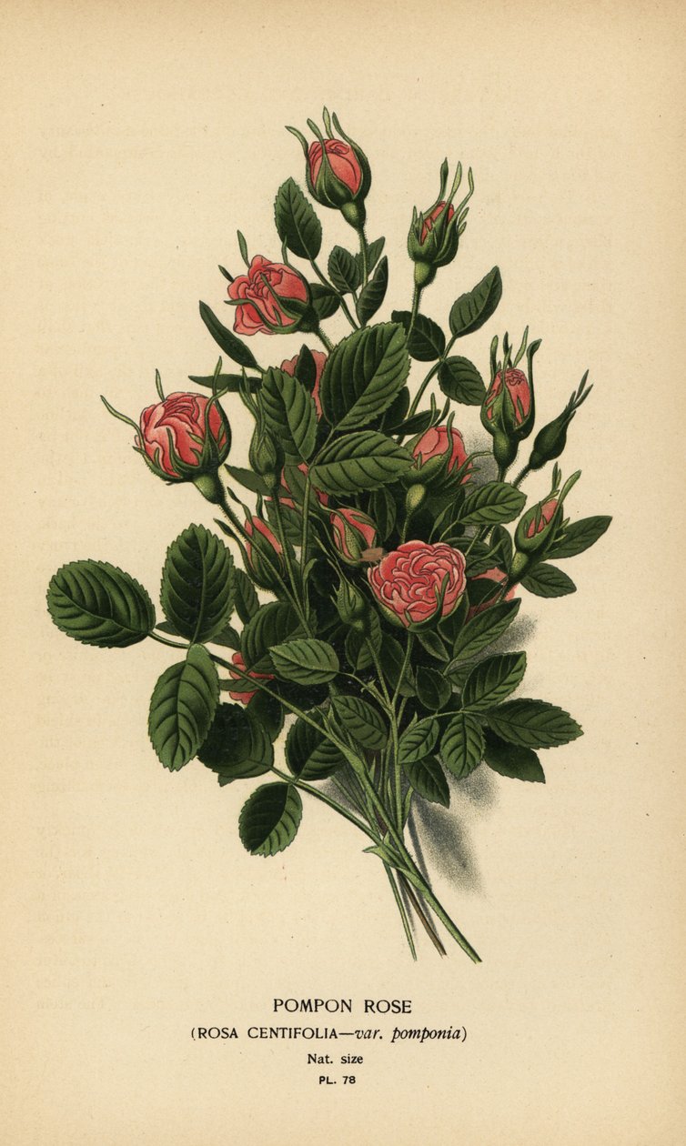 Rosa pompón, Rosa centifolia var. pomponia. de Désiré Georges Jean Marie Bois