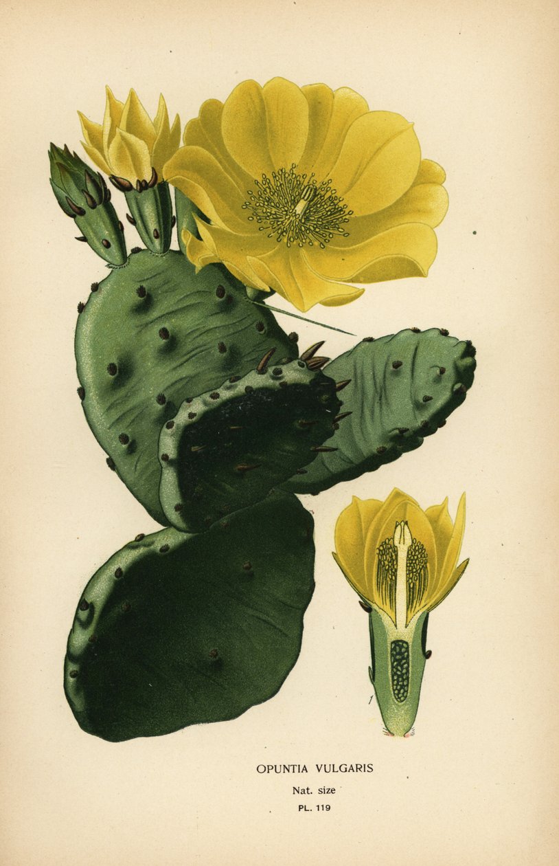Higo chumbo u opuntia de la India, Opuntia ficus-indica de Désiré Georges Jean Marie Bois