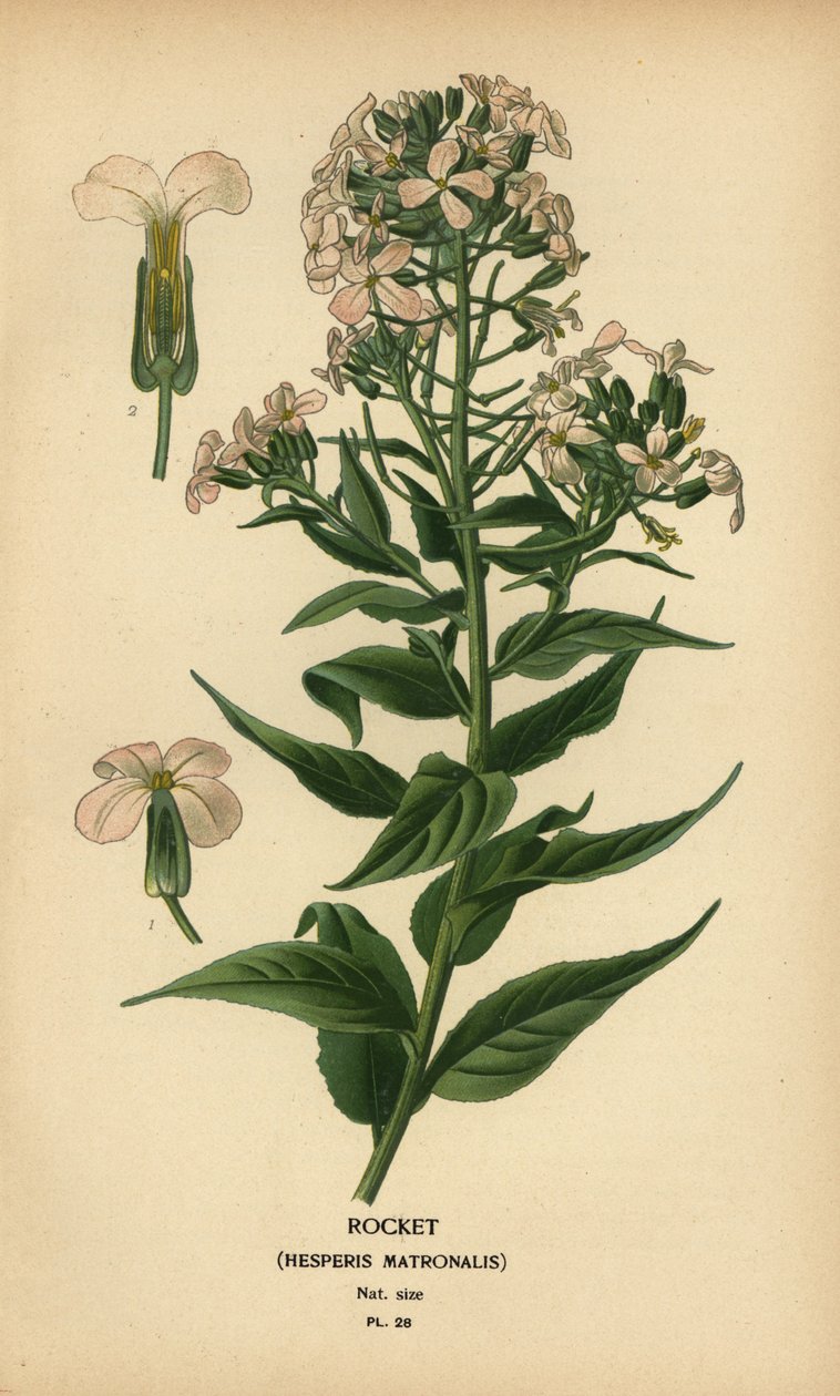 Cohete, Hesperis matronalis. de Désiré Georges Jean Marie Bois