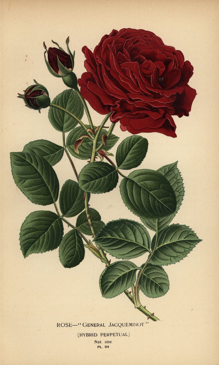 Rosa General Jacqueminot, híbrido perpetuo. de Désiré Georges Jean Marie Bois