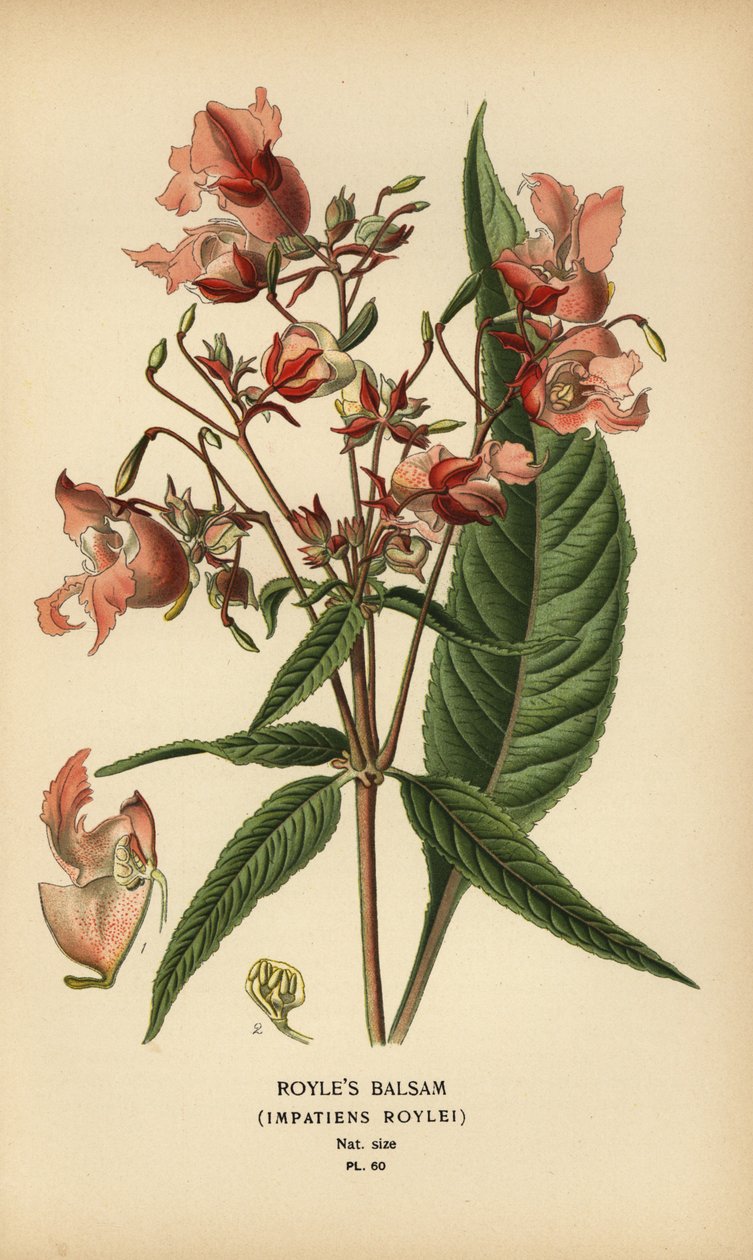 Bálsamo de Royle, Impatiens roylei. de Désiré Georges Jean Marie Bois