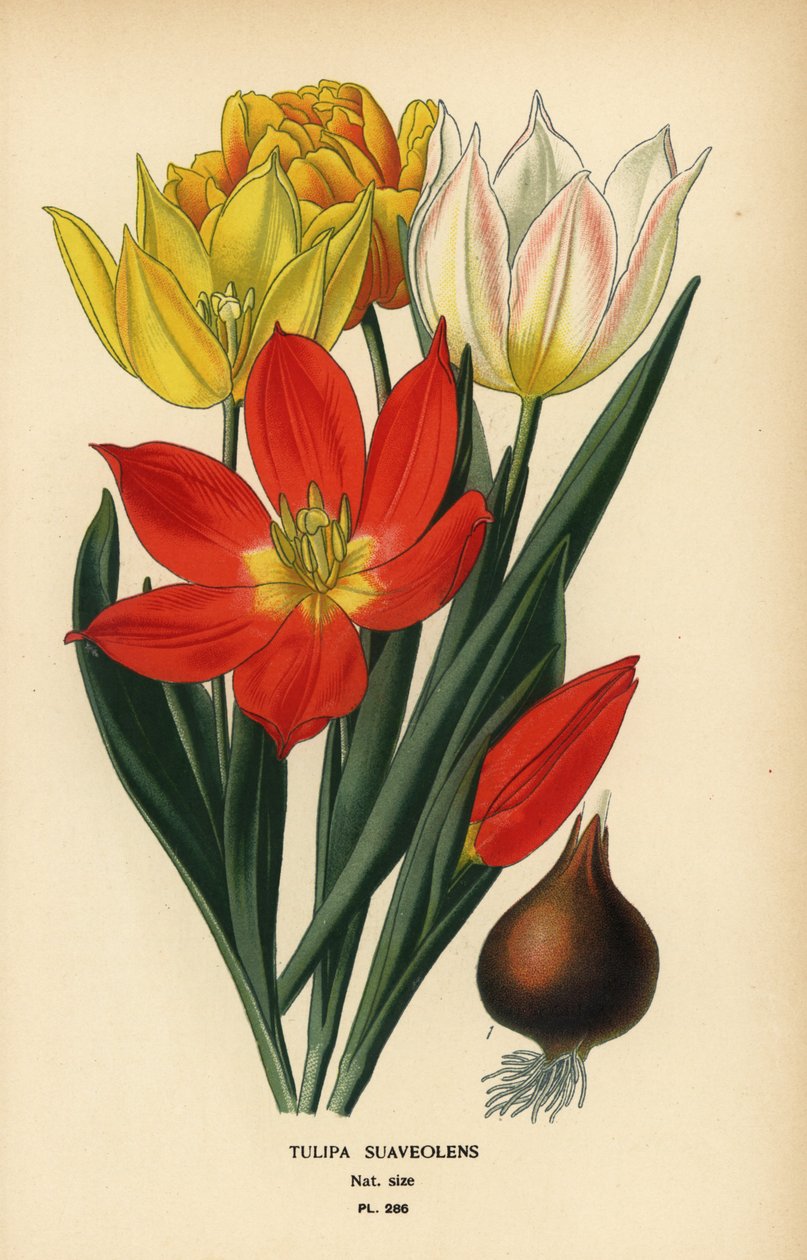 Tulipán de Schrenck, Tulipa suaveolens o Tulipa schrenkii. Cromolitografía a partir de una ilustración de Desire Bois de Edward Step