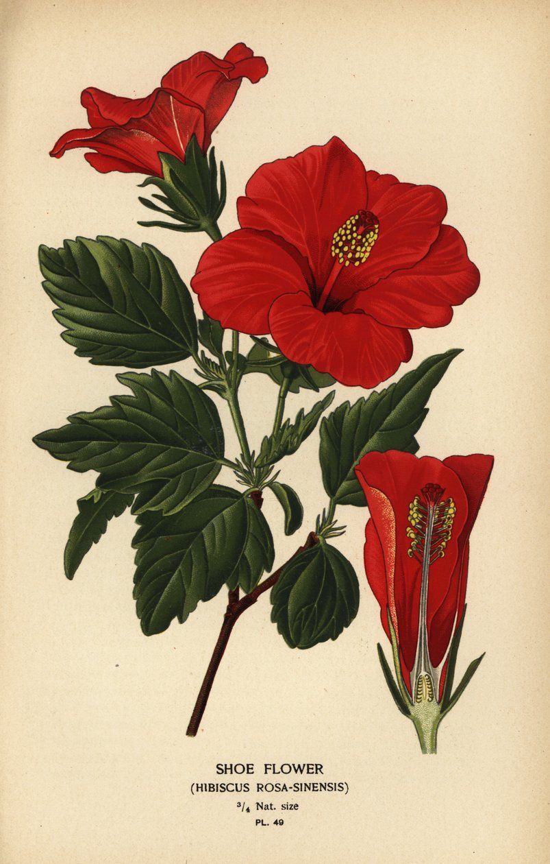 Flor del zapato o rosa de China, Hibiscus rosa-sinensis. de Désiré Georges Jean Marie Bois