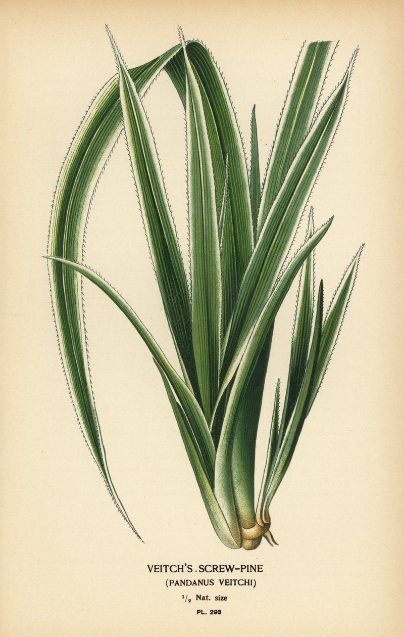 Pino tornillo de Tahití, Pandanus tectorius (Pino tornillo de Veitch, Pandanus veitchii). Cromolitografía a partir de una ilustración de Desire Bois de Edward Step