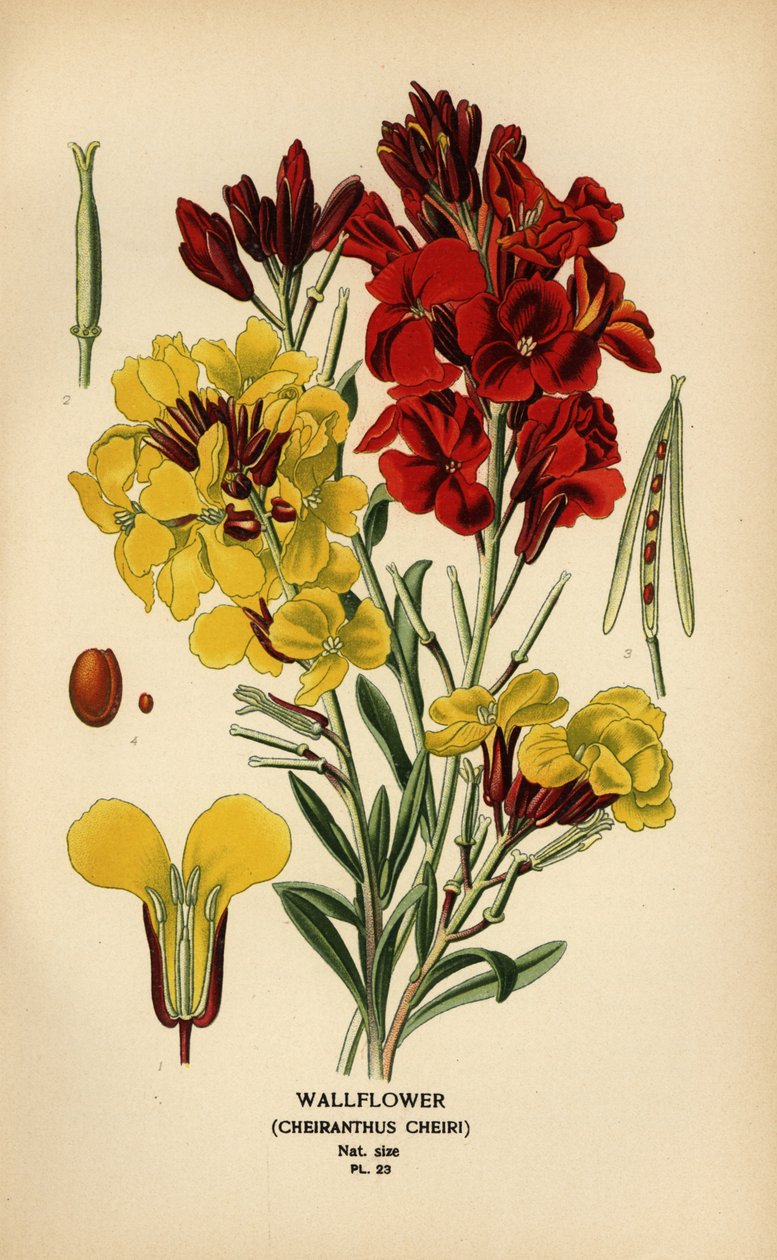 Alhelíes, Erysimum × cheiri. de Désiré Georges Jean Marie Bois