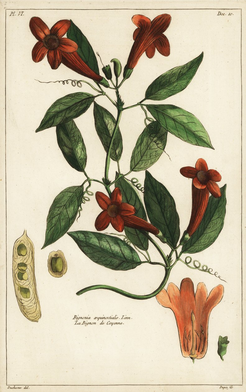 Ajo, Bignonia aequinoctialis, Linn de Duchesne Duchesne