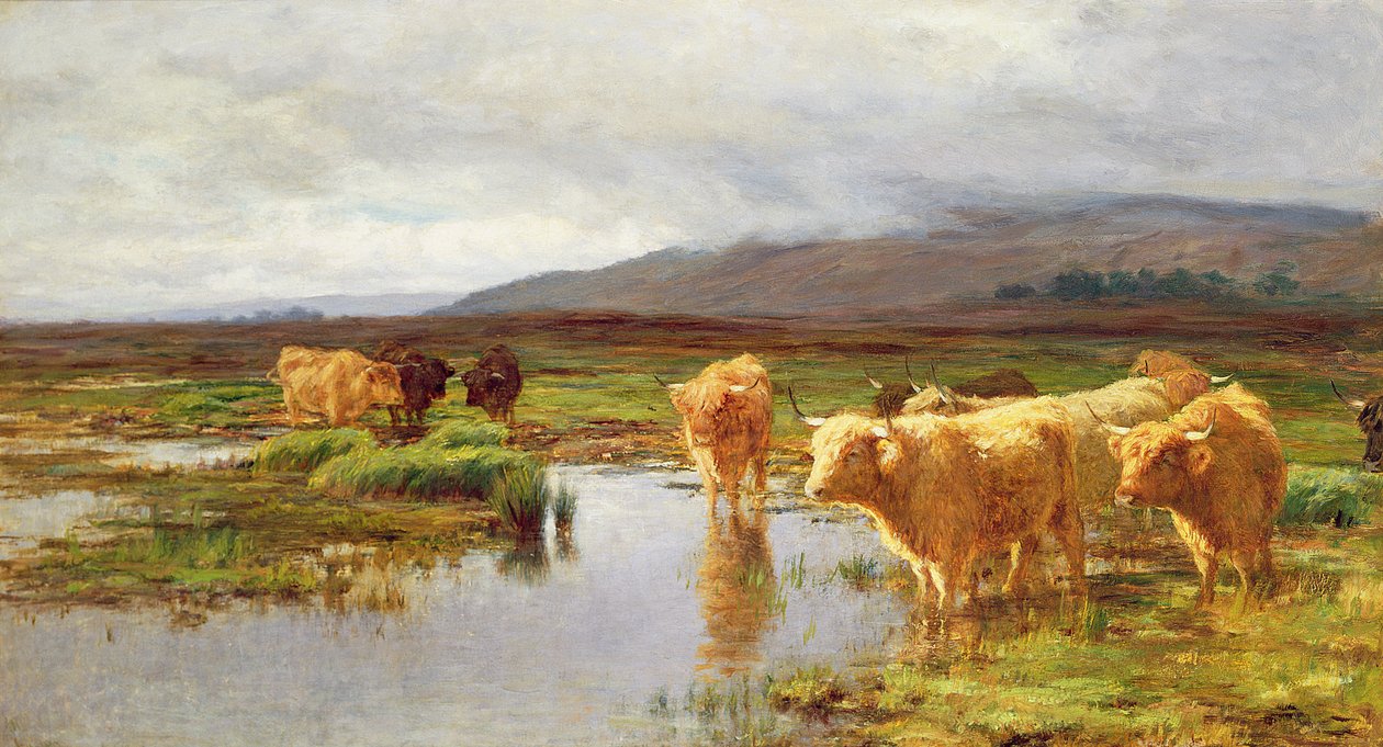 Páramos y Niebla de Duncan McLaurin