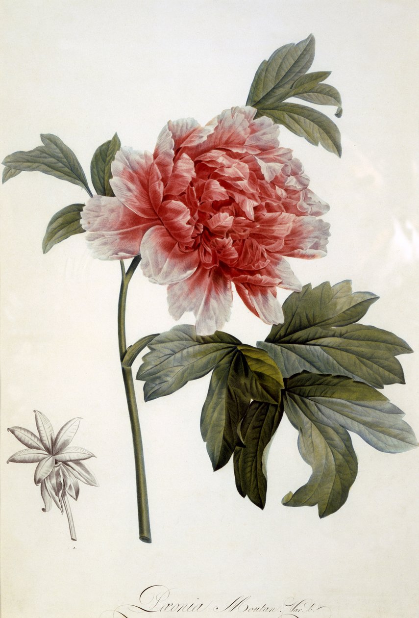 Paeonia Moutan, publicado en 1799 de Dutch School