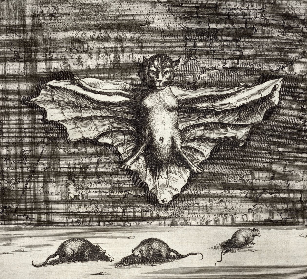 Un murciélago conocido como gato volador, de China Ilustrada por Athanasius Kircher (1601-80) 1667 de Dutch School