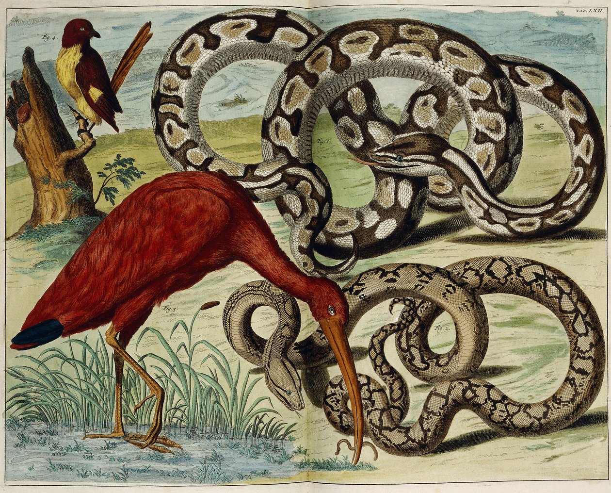 Aves y serpientes, lámina 62, de "Locupletissimi Rerum Naturalium Thesauri Accurata Descriptio", 1734-1765 de Dutch School
