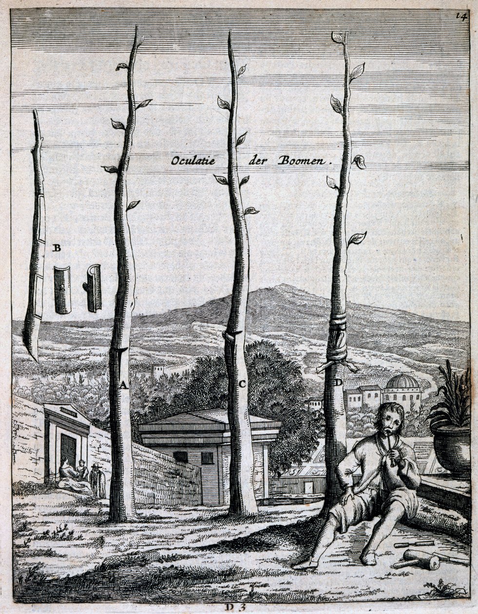 Árboles frutales, de De Nederlandze Hesperides por Jan Commelin, publicado en 1676 de Dutch School