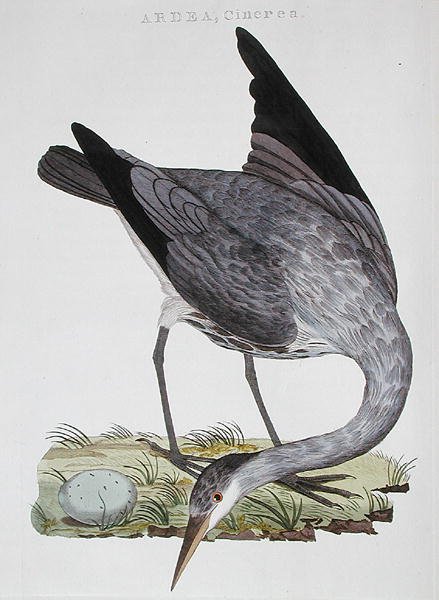 Garza, publicado en Ámsterdam de Dutch School