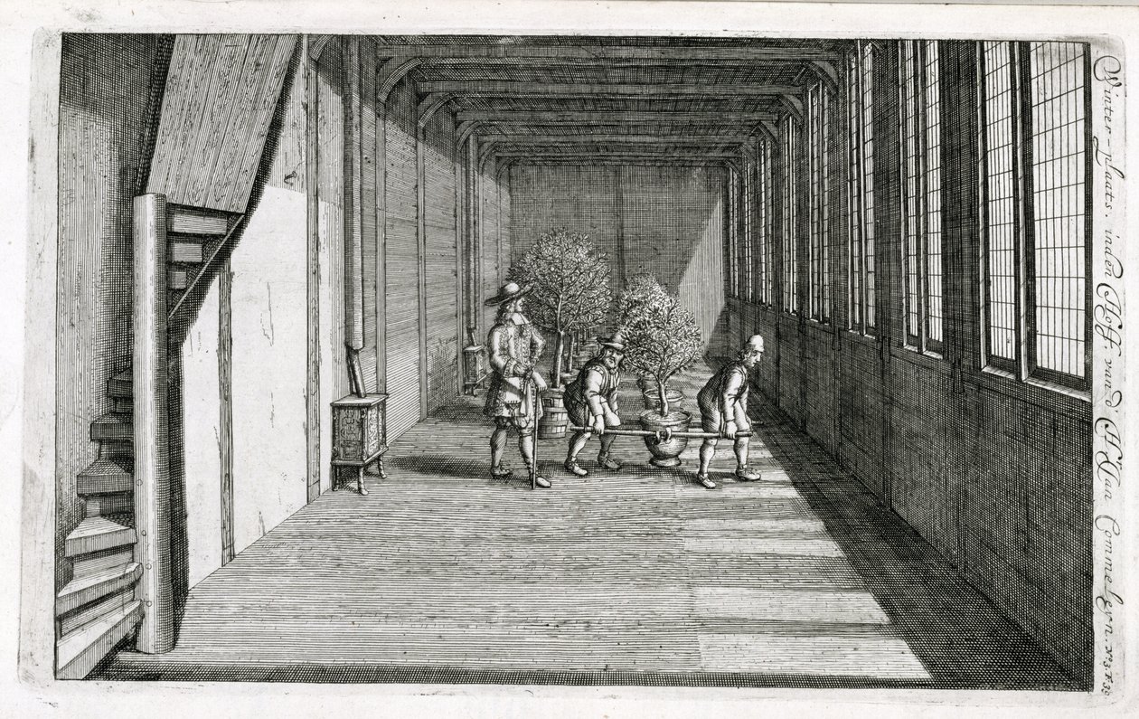 Traslado de árboles al jardín para el verano, de De Nederlandze Hesperides por Jan Commelin, publicado en 1676 de Dutch School