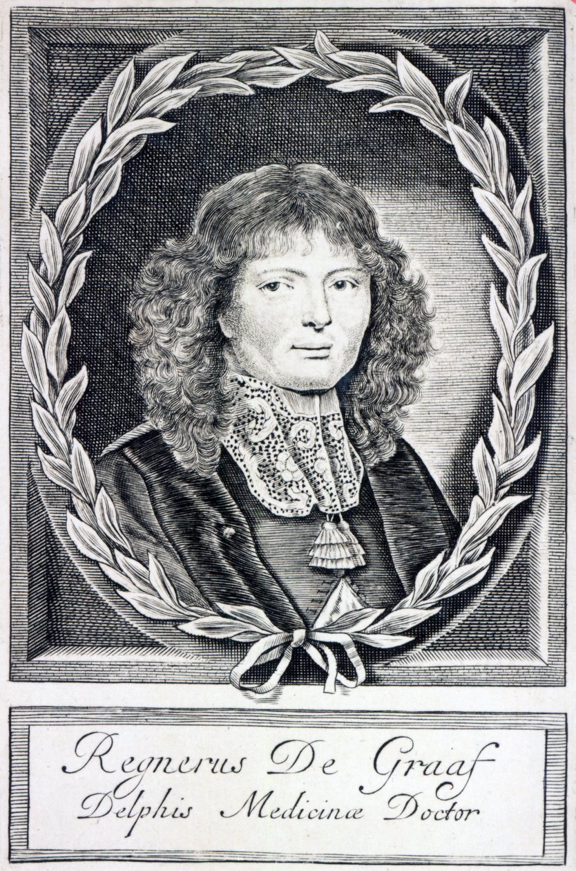 Regnier de Graaf, c.1670 de Dutch School