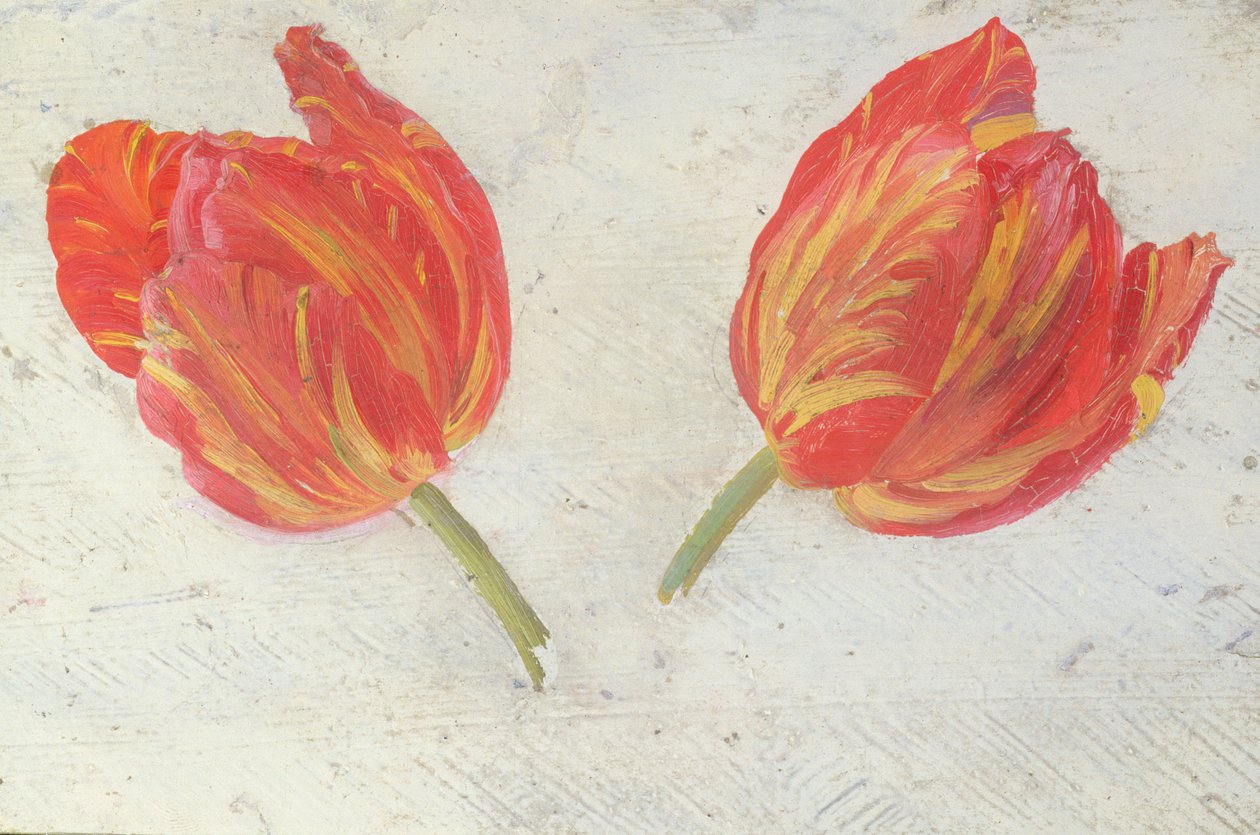 Estudios de tulipanes, c.1830 de Dutch School