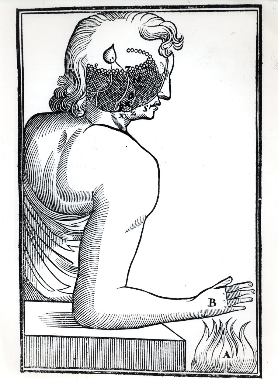 La percepción de los sentidos, de De Homine Figuris por René Descartes (1596-1650) publicado en Ámsterdam, 1677 de Dutch School