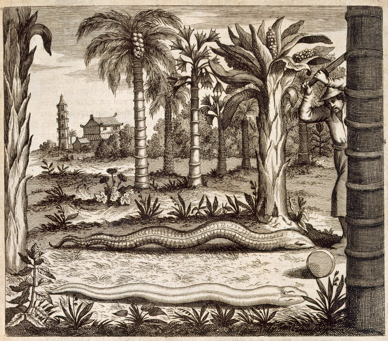 La serpiente de piedra, de China Ilustrada por Athanasius Kircher (1601-80) 1667 de Dutch School