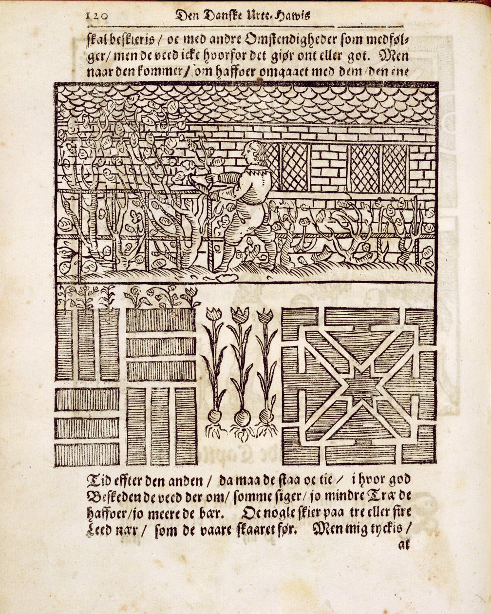 Entrenamiento y plantación en el jardín, de The Dutch Gardener, por Johann van der Groen, publicado en 1699 de Dutch School