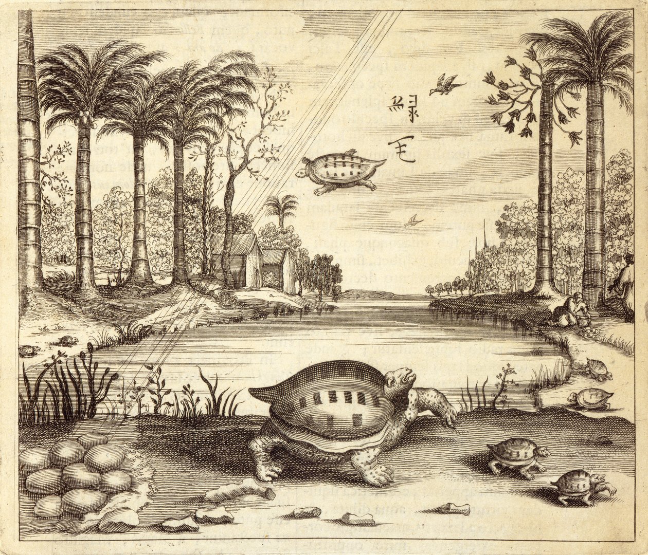 Eclosión de huevos de tortuga, de China Ilustrada por Athanasius Kircher (1601-80) 1667 de Dutch School