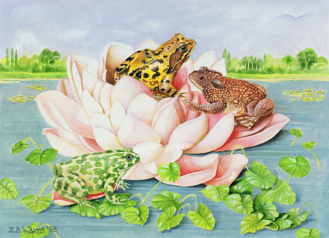 Lirio de agua, 1998 de E.B. Watts