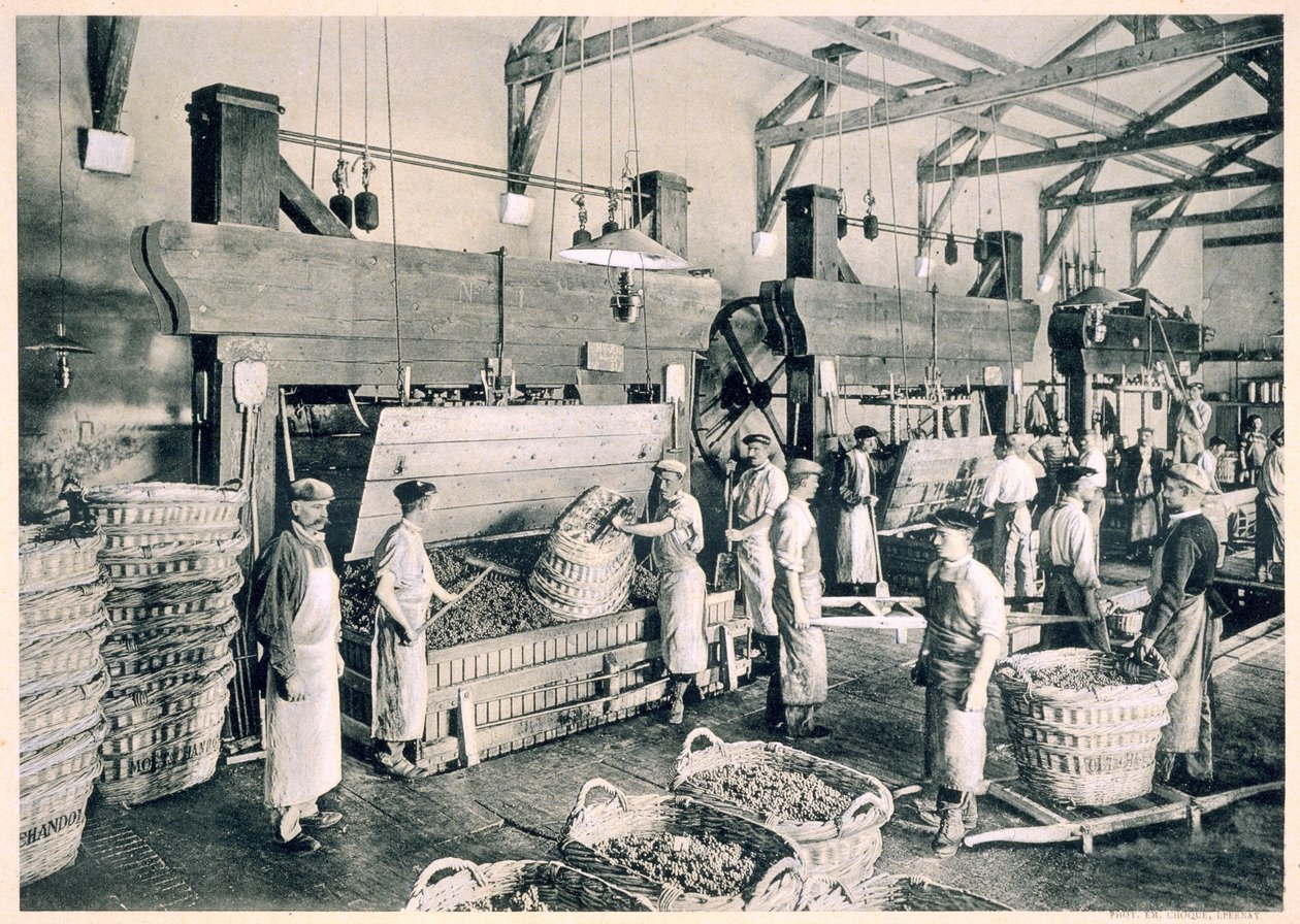 Recolectando las uvas en cestas, de 