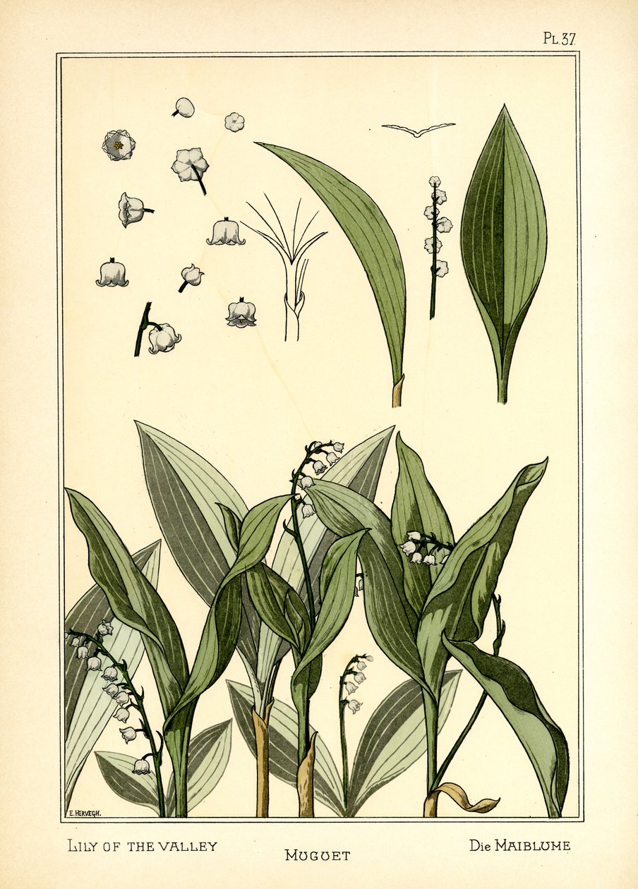El Lirio del Valle de E. Hervegh