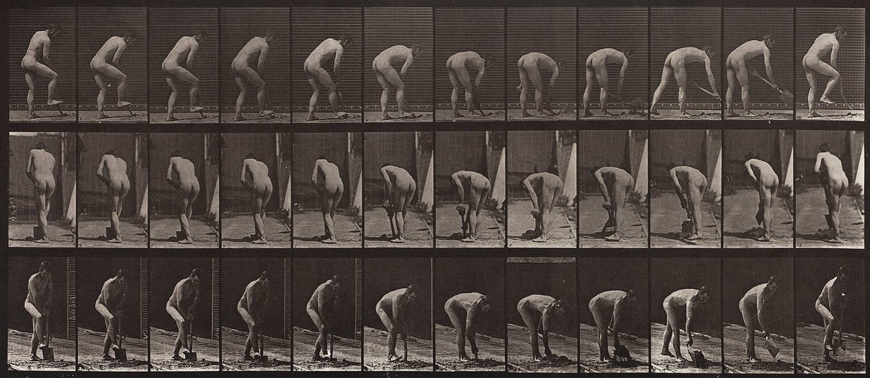 Locomoción animal, lámina 388 de Eadweard Muybridge