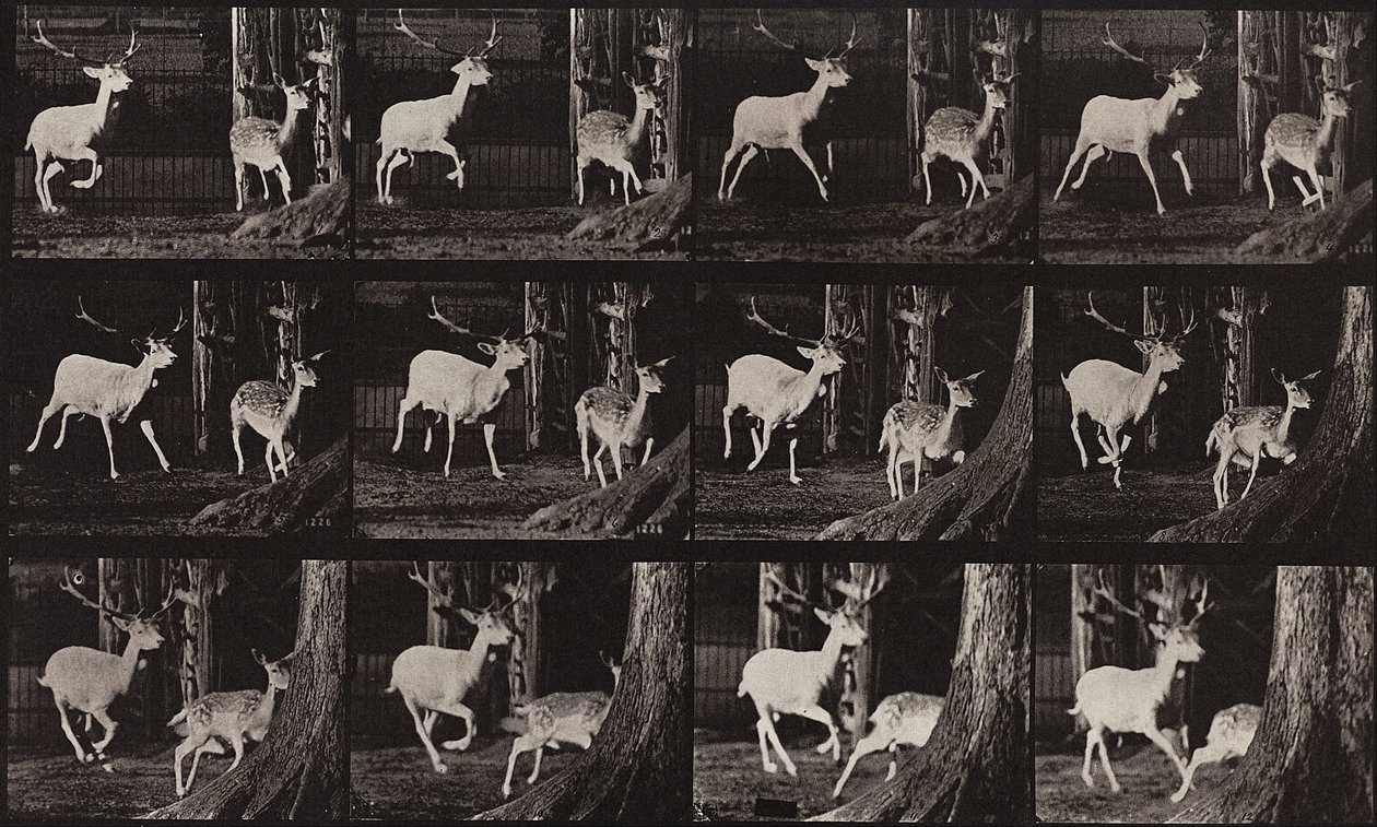 Locomoción animal, placa 686 de Eadweard Muybridge