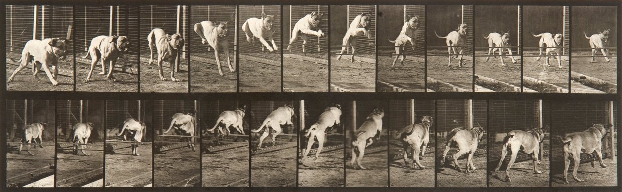 Locomoción animal, placa 712 de Eadweard Muybridge