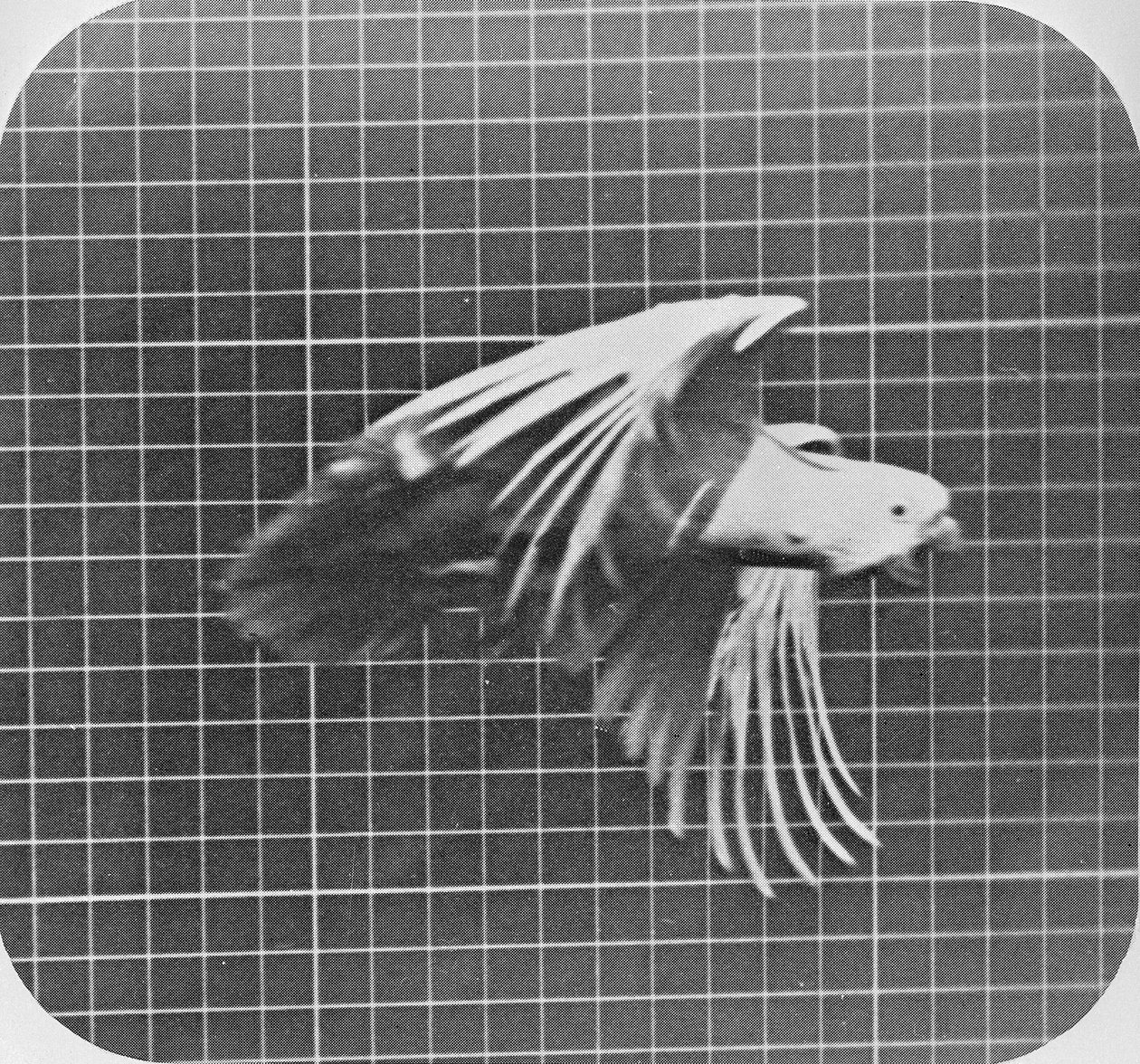 Cacatúa en vuelo, de 