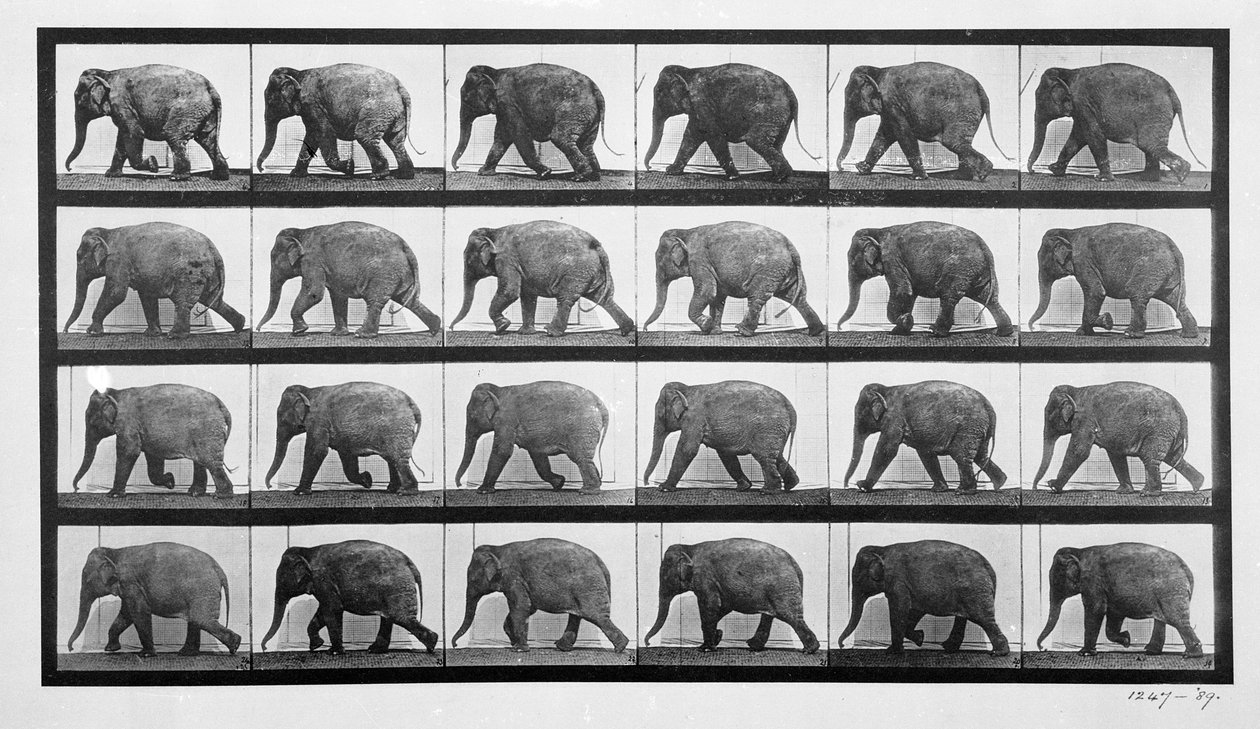 Elefante caminando, placa 733 de 