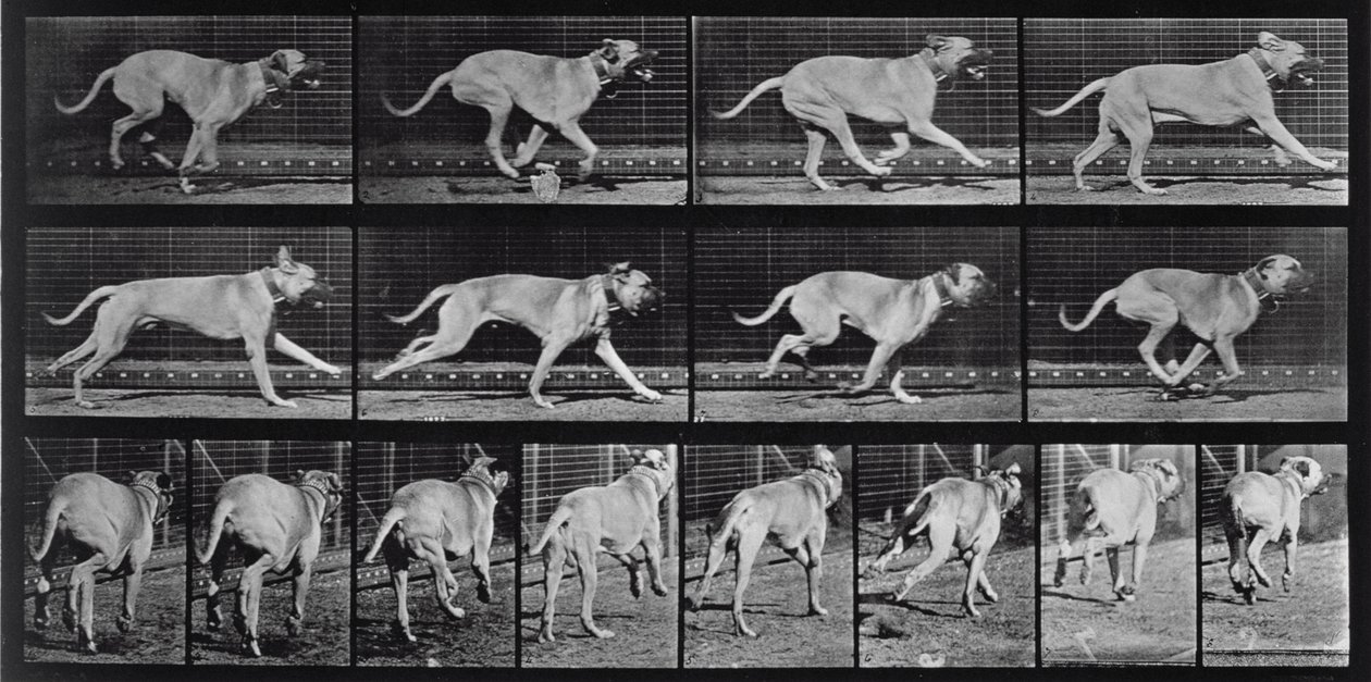 Perro corriendo, placa 707 de 