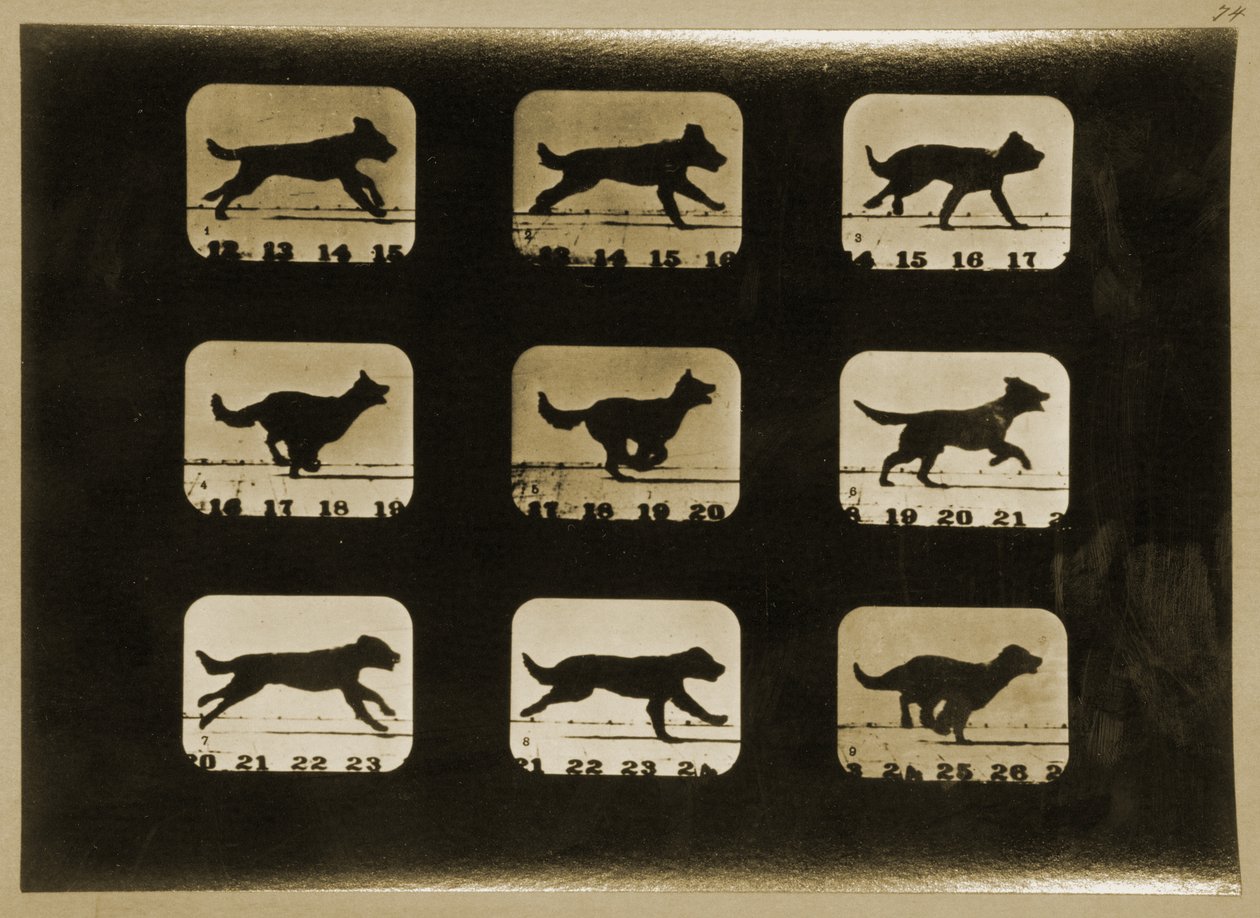 Perros corriendo, de la serie 