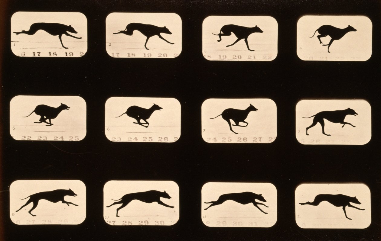 Galgo corriendo, serie 
