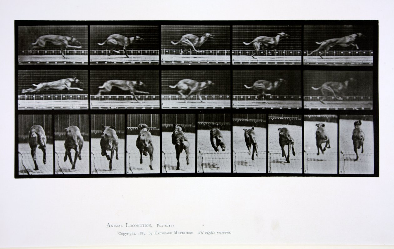 Galgo corriendo, placa 708 de 